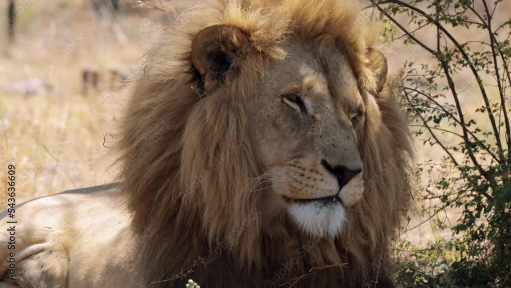 Close up of a Lion, Panthera leo, in Kruger National Park, South Africa Close up of a Lion, Panthera leo, in Kruger National Park, South Africa