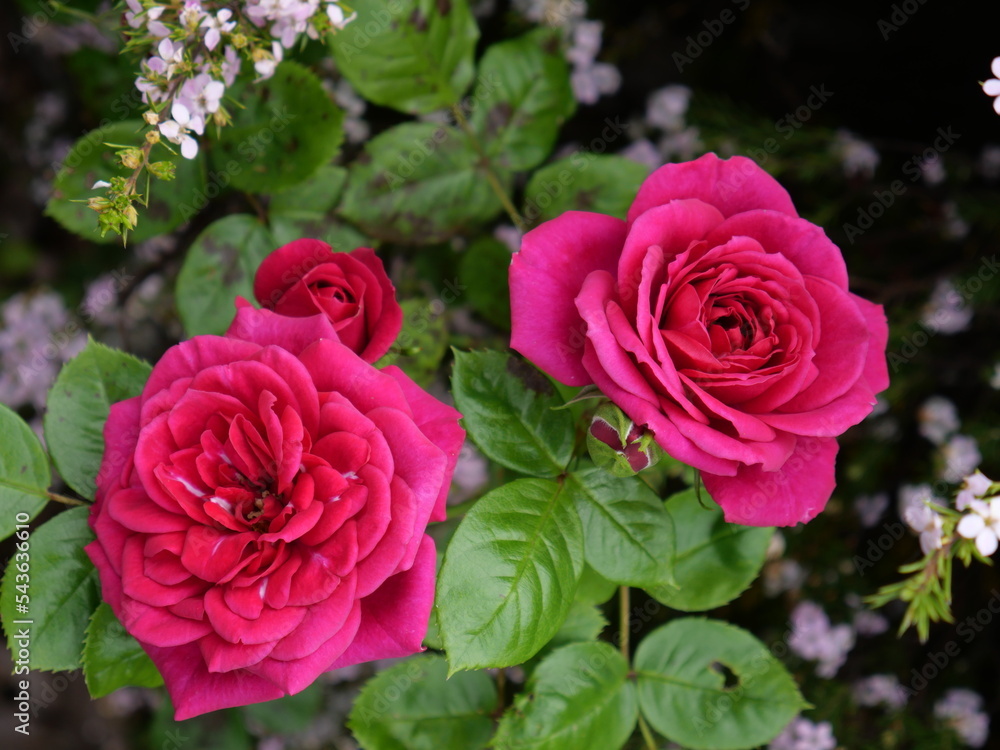 Obraz premium Garden roses are predominantly hybrid roses that are grown as ornamental plants in private or public gardens.
