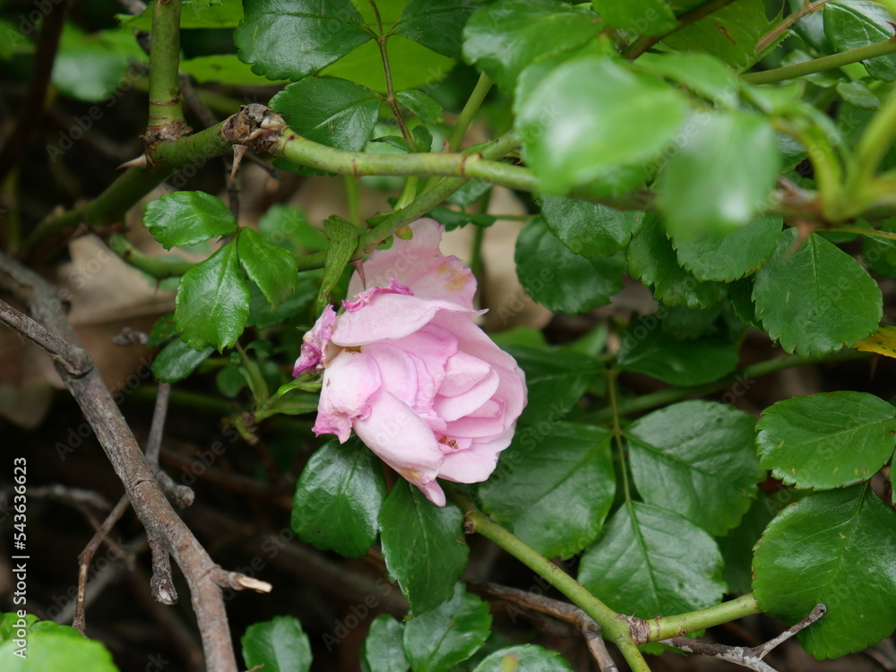 Garden roses are predominantly hybrid roses that are grown as ornamental plants in private or public gardens. Garden roses are predominantly hybrid roses that are grown as ornamental plants in private or public gardens.