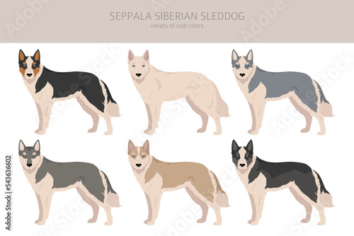 Seppala Siberian Sleddog clipart. All coat colors set photo