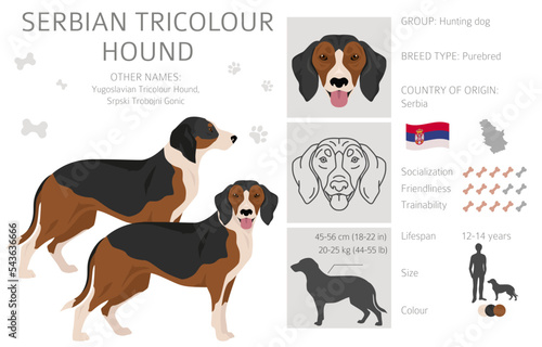 Serbian Tricolor Hound clipart. All coat colors set.  All dog breeds characteristics infographic