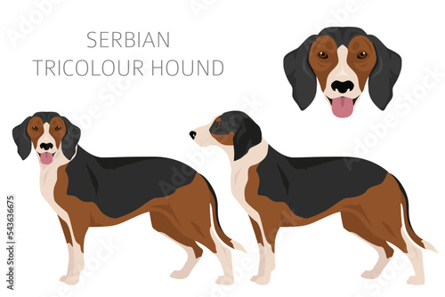 Serbian Tricolor Hound clipart. All coat colors set.  All dog breeds characteristics infographic