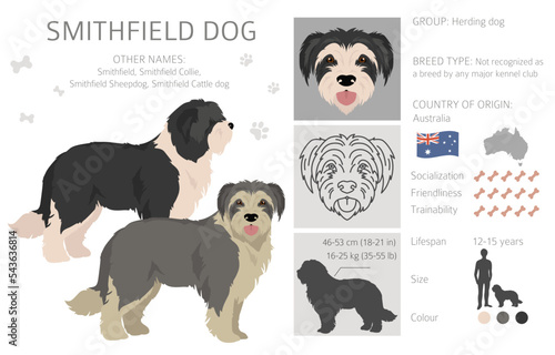 Smithfield dog clipart. All coat colors set.  All dog breeds characteristics infographic