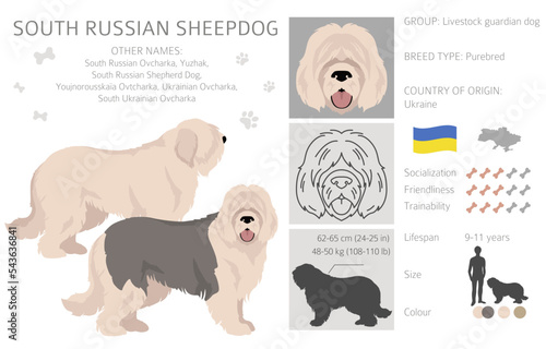 South Russian Sheepdog clipart. All coat colors set.  All dog breeds characteristics infographic photo