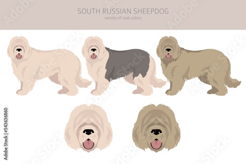 South Russian Sheepdog clipart. All coat colors set. All dog breeds characteristics infographic