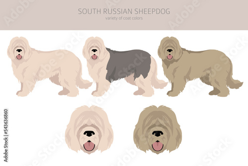 South Russian Sheepdog clipart. All coat colors set.  All dog breeds characteristics infographic
