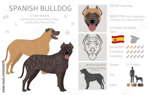 Spanish Bulldog clipart. All coat colors set.  All dog breeds characteristics infographic