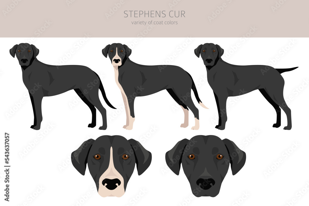 Stephens Cur clipart. All coat colors set.  All dog breeds characteristics infographic