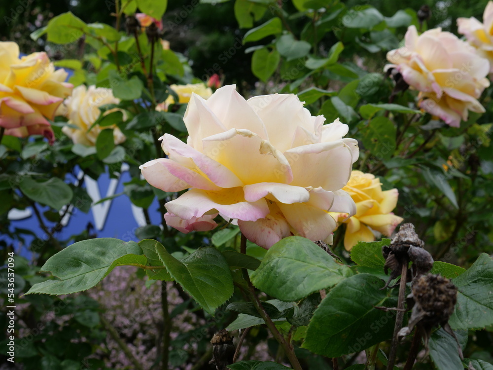 Garden roses are predominantly hybrid roses that are grown as ornamental plants in private or public gardens. Garden roses are predominantly hybrid roses that are grown as ornamental plants in private or public gardens.