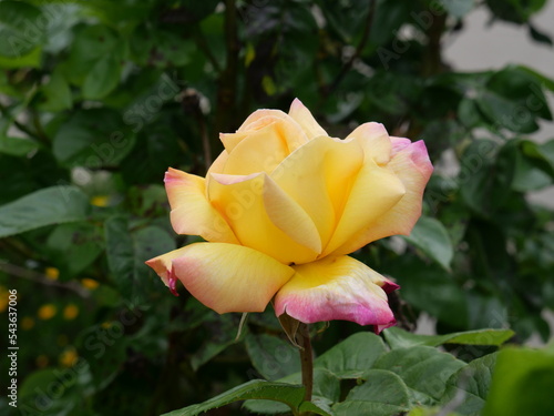 Garden roses are predominantly hybrid roses that are grown as ornamental plants in private or public gardens.