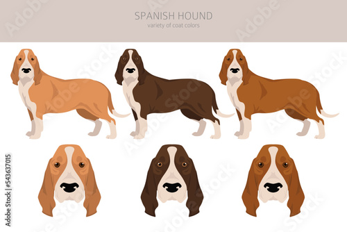 Spanish hound clipart. All coat colors set.  All dog breeds characteristics infographic