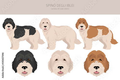 Spino Degli Iblei clipart. All coat colors set.  All dog breeds characteristics infographic