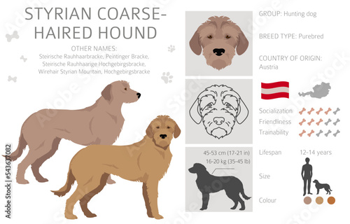 Styrian corse-haired hound clipart. All coat colors set.  All dog breeds characteristics infographic