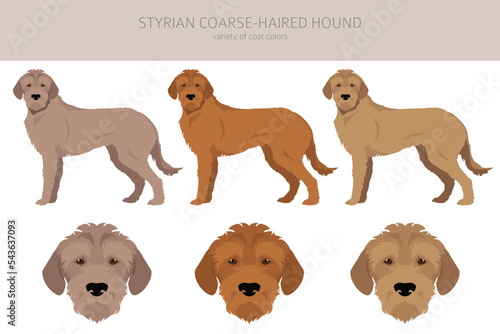 Styrian corse-haired hound clipart. All coat colors set.  All dog breeds characteristics infographic © a7880ss