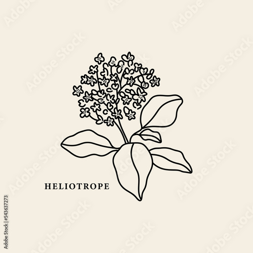 Line art heliotrope flower illustration photo