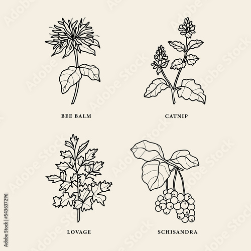 Line art medicinal and essential oil plants