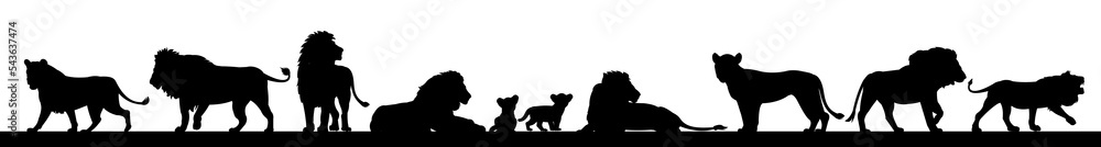 custom made wallpaper toronto digitalBig lion flock. African savanna predator. Silhouette picture. Dangerous animal in natural conditions. Isolated on white background. Vector.