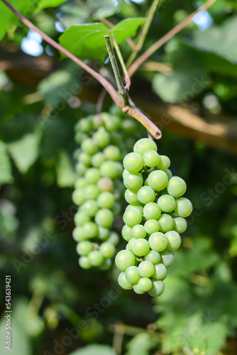 bunches of ripe green grapes on a grape bush in the garden.