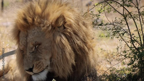 Close up of a Lion, Panthera leo, in Kruger National Park, South Africa