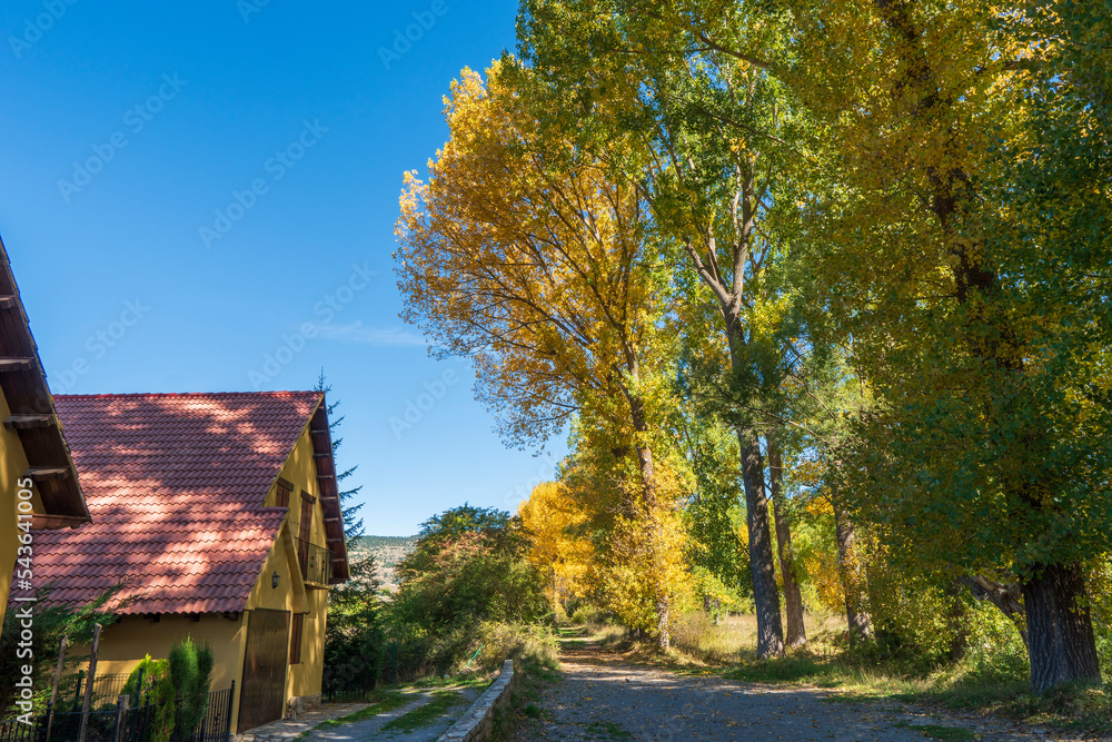 Thin and graceful branches of poplars with golden yellow leaves at the top of the crown against the background of a blue sky