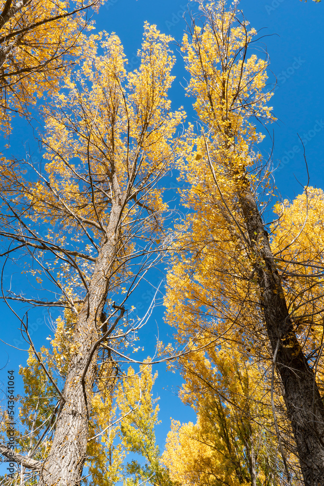 Fototapeta premium Thin and graceful branches of poplars with golden yellow leaves at the top of the crown against the background of a blue sky