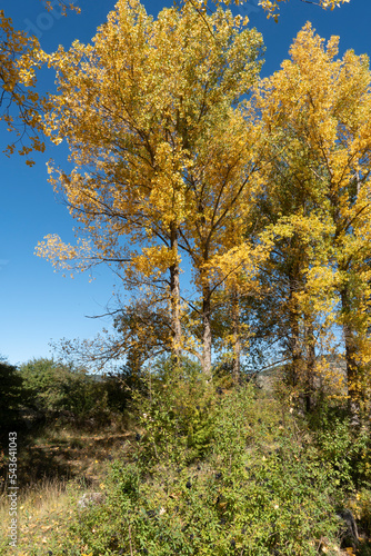 Thin and graceful branches of poplars with golden yellow leaves at the top of the crown against the background of a blue sky