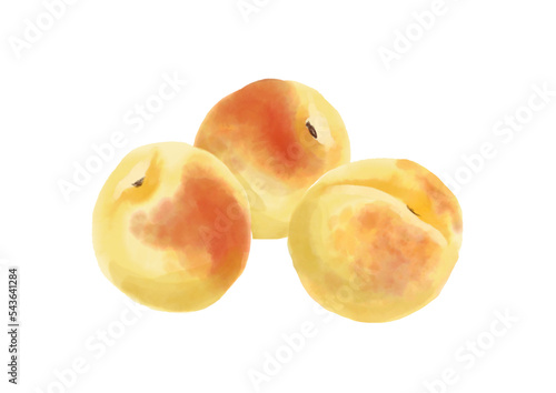 水彩の梅の実01_1