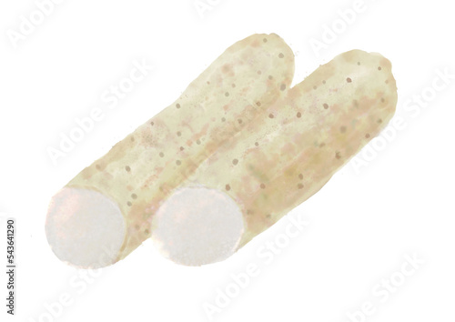 水彩の長いも01_1