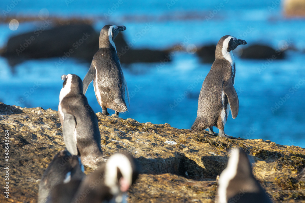 Fototapeta premium Penguins, Simon's Town, Western Cape, South Africa