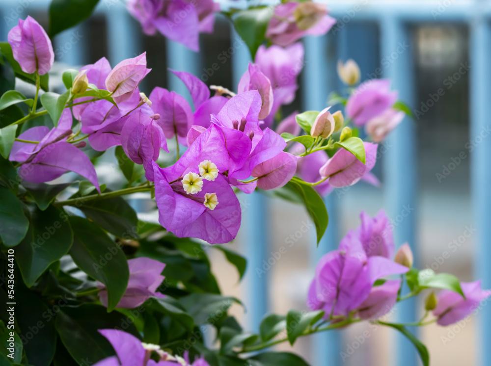 Obraz premium A purple bougainvillea flower with 3 paper-like leaves. There are small flowers that are true flowers, 3 flowers in 1 bouquet, long-lived stems with thorns, plants like the sun.
