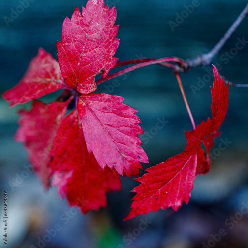 red autumn leaves