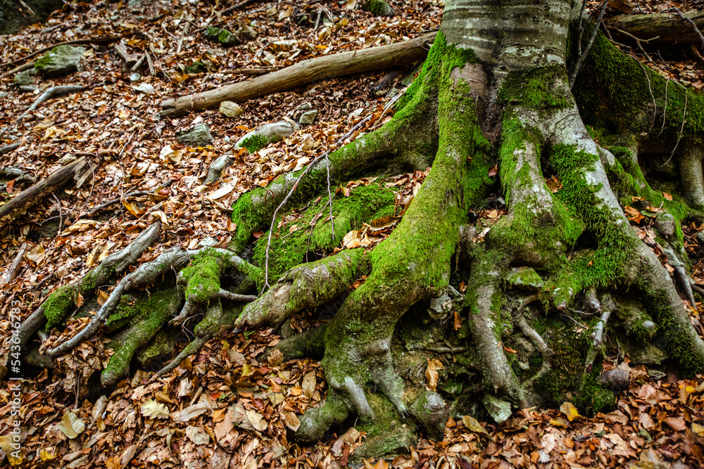 ancient tree roots with leaves and moss ancient tree roots with leaves and moss