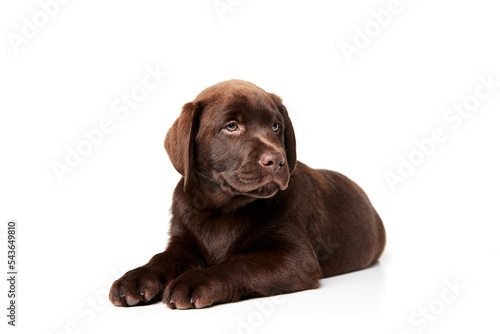 Portrait of cute dog, Labrador puppy calmly lying on floor, posing isolated over white studio background