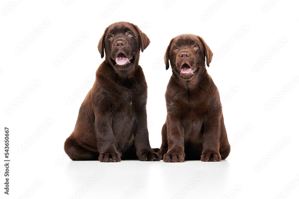 Portrait of two cute dogs, Labrador puppy calmly sitting and smiling isolated over white studio background. Portrait of two cute dogs, Labrador puppy calmly sitting and smiling isolated over white studio background.