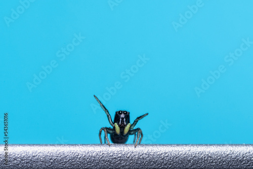 pająk skakun na jednolitym tle