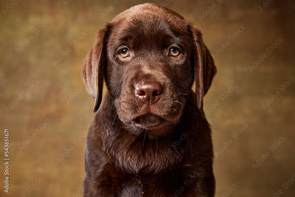 Portrait of cute brown dog, Labrador puppy attentively looking at camera isolated over vintage studio background