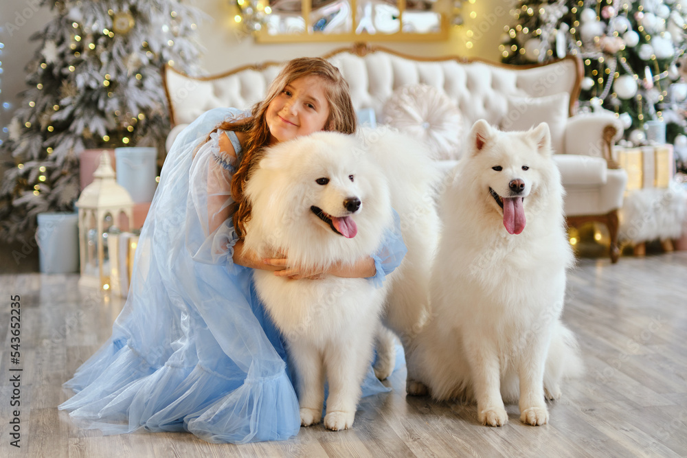 Nice girl in a light blue dress with two white Samoyed dogs