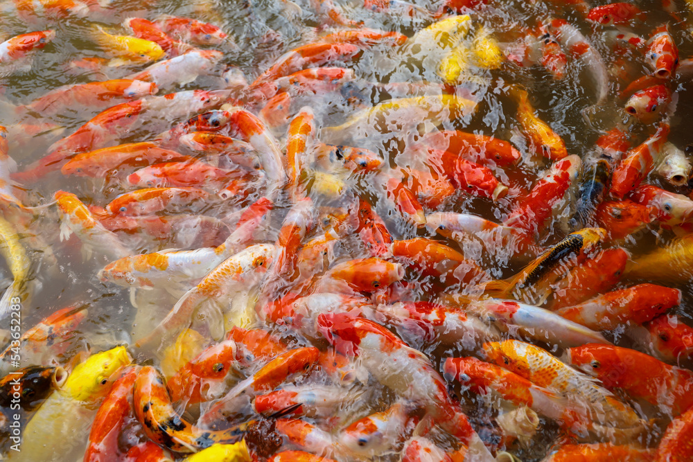 group fantasy carp fish in the water is beautiful group fantasy carp fish in the water is beautiful