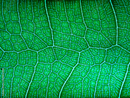 awesome pattern of Ficus Lyrata leaf - Cell Texture Background photo