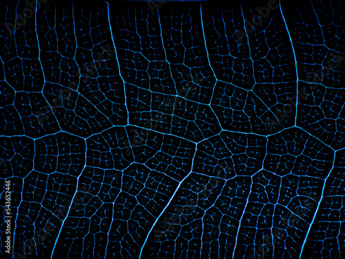 awesome pattern of Ficus Lyrata leaf - Cell Texture Background photo