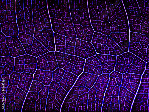 awesome pattern of Ficus Lyrata leaf - Cell Texture Background