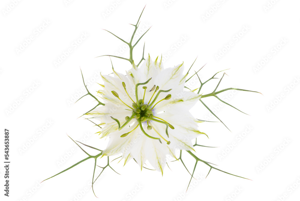nigella flower isolated
