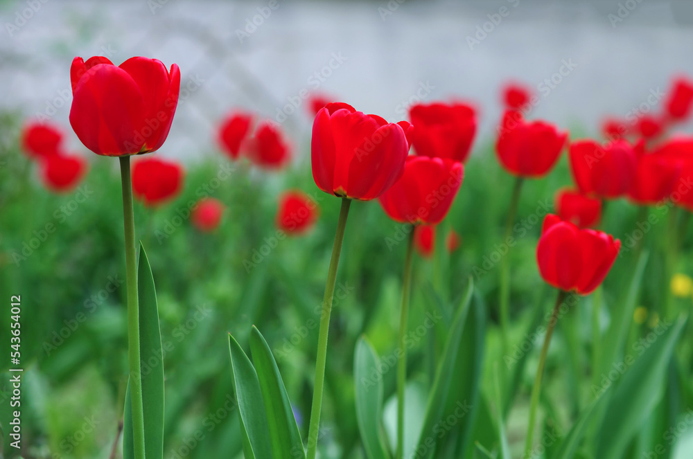 Bright red tulips with fresh green leaves on the background of the wall of the house. Dutch tulips bloom in spring. Floral background.