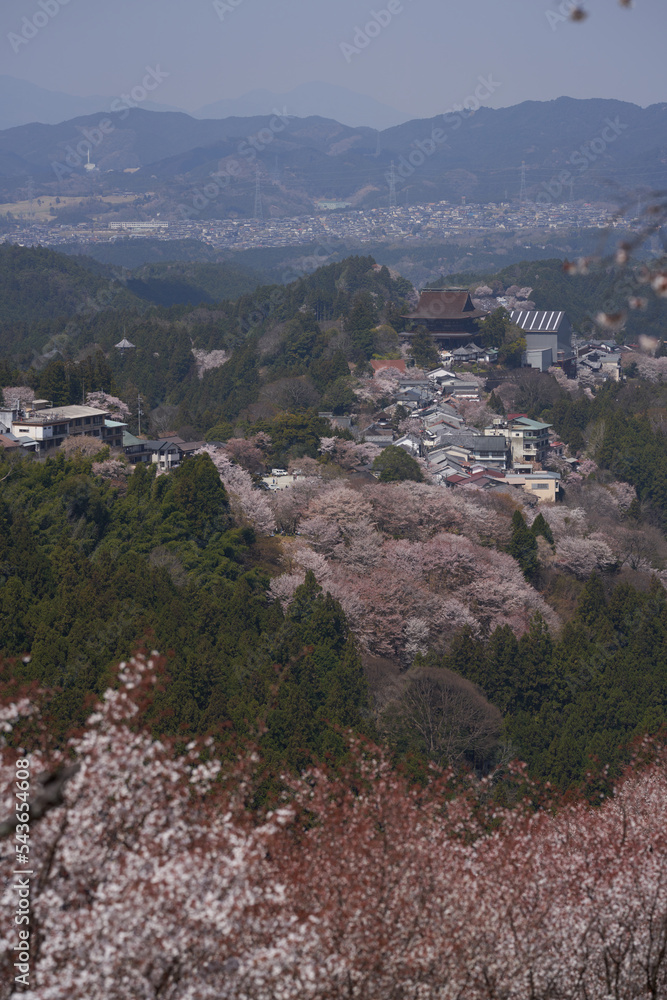 Kinpusenji Temple and cherry blossoms seen from Kami senbon on Mt. Yoshino