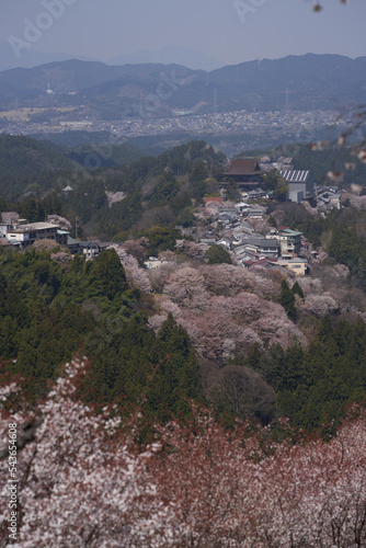 Kinpusenji Temple and cherry blossoms seen from Kami senbon on Mt. Yoshino © GS Planning