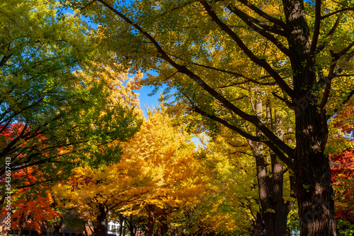 秋の札幌市・北海道大学で見た、銀杏並木の紅葉と快晴の青空