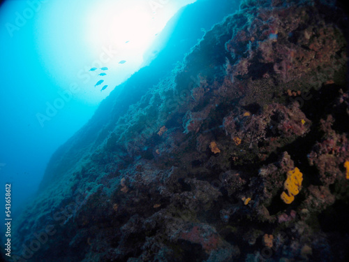 Scuba Diving and Underwater Photography Malta Gozo Comino - Wrecks Reefs Marine Life Caverns Caves History
 photo