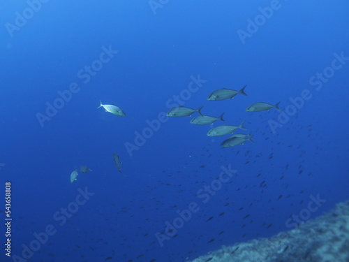 Scuba Diving and Underwater Photography Malta Gozo Comino - Wrecks Reefs Marine Life Caverns Caves History 