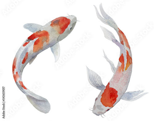 Set of koi fishes (carp) isolated in watercolor.
