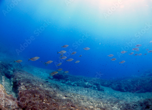 Scuba Diving and Underwater Photography Malta Gozo Comino - Wrecks Reefs Marine Life Caverns Caves History  © David
